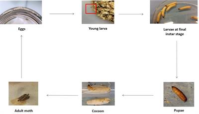 Galleria mellonella as a Suitable Model of Bacterial Infection: Past, Present and Future